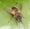 Tachina sp.